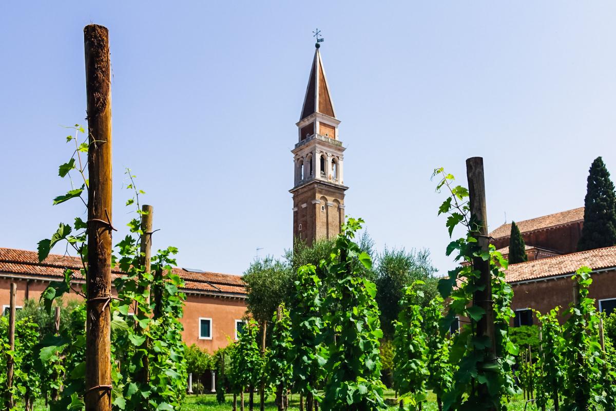 Le vigne del convento di San Francesco della Vigna